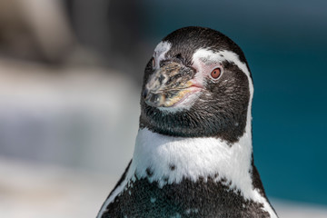 Pinguin Portrait