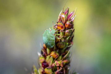 Kleine grüne Wanze an Ährenblüte