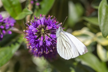 Kleiner Kohlweissling an blauer Blüte