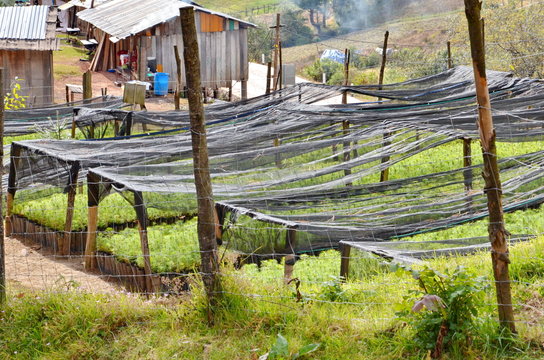 Oyamel fir trees growing at El Rosario for Reforestation. Monarch Butterflies congregate on Oyamel fir trees in Mexico.
