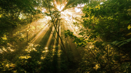 A warm toned blurry view of sun light shinning through a forest canopy.