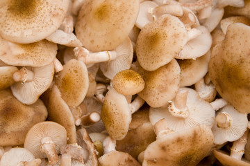 Many fresh forest cut honey mushrooms background