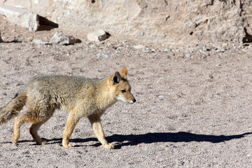 Beautiful wolf in the desert of Atacama