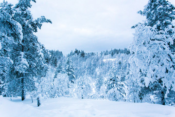 landscape full of snow