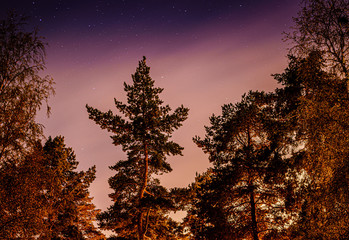 Drzewa na nocnym tle © Dreamnordno