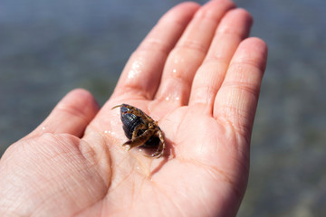 Crab hermit in a woman’s hand, Black Sea, Kinburn Spit.