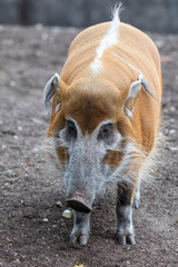 Fototapeta premium Pinselohrschwein Portrait