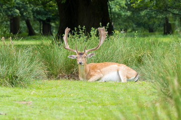 Male Fallow Deer in UK National Park
