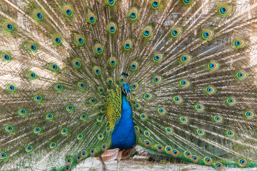 Naklejka premium peacock with feathers out