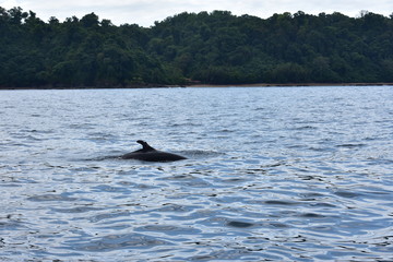 Fototapeta premium Orcas false views from the boat in the South Pacific Sea in Costa Rica.