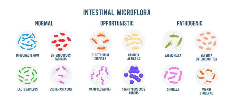 Realistic flat vector illustration of small and large intestine. Intestinal microbiota: normal flora, opportunistic flora and pathogenic flora. Good and bad bacteria. Gastrointestinal microbiota.