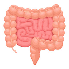 Realistic flat vector illustration of small and large intestine. Human internal organ, digestive tract. Vector illustration isolated on white background.
