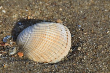 Beige Muschel im Sand