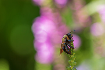 Bee resting on flower buds