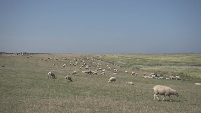 Schafe auf dem Deich an der Nordsee