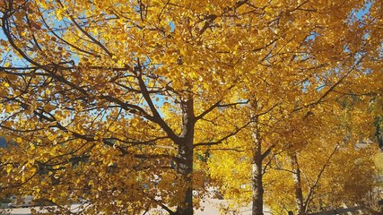 Detail of alders in autumn colors, with branches blowing in the wind in the Renon Plateau, Alto Adige - South Tyrol, Italy