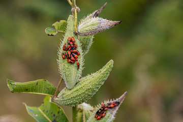 Milkweed bugs on common milkweed