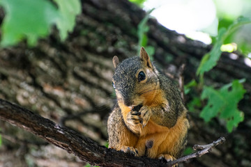 Naklejka na ściany i meble Closeup of a squirrel sitting on a tree branch eating