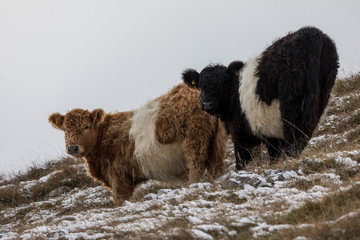 cows in the snow