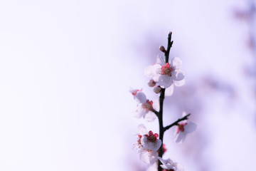 梅の花満開
