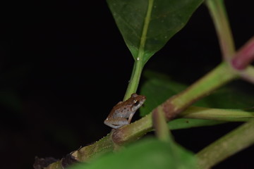 Brown frog with white gut and black eyes seen in the rainforest.