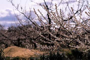 梅の花満開