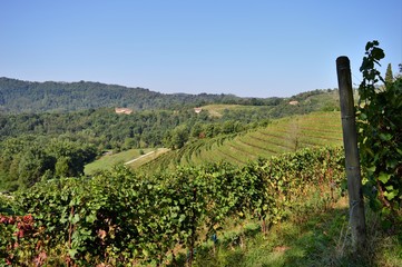 Fototapeta na wymiar Vigneto della Val Curone - Montevecchia, LC - ITALIA