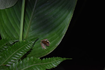 Brown frog with white gut and black eyes seen in the rainforest.