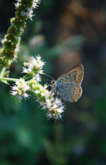 butterfly on a flower