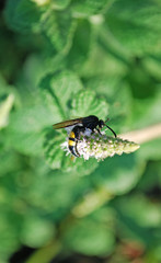 hornet collects pollen on mint inflorescences