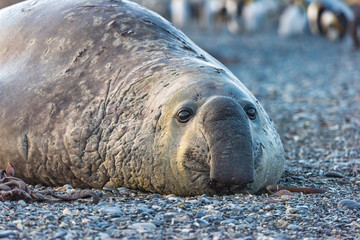  Elephant Seal Head