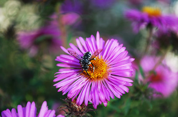 bee on a flower