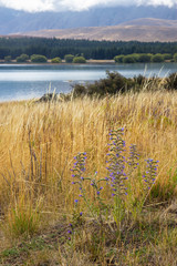 Rainy day near Tekapo lake, New Zealand