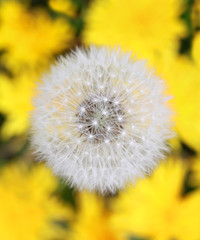 Macro of daisy yellow background
