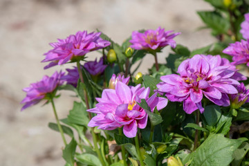 Close-up shoot of Pinnata dahlia purple flower.