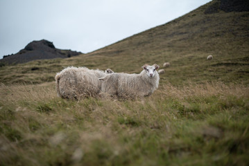 Sheeps in Iceland