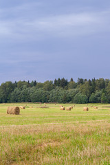 Haystacks are removed from the fields in the summer near the forest