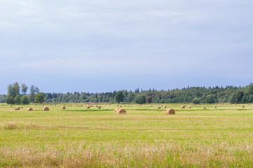 Fototapeta premium Haystacks are removed from the fields in the summer near the forest