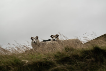 Sheeps in Iceland