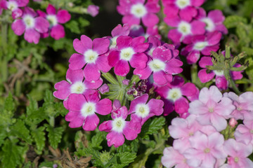 Fototapeta premium Close-up shot of Verbena 