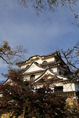晩秋の彦根城
