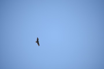 bird in flight
