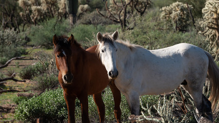 Obraz premium Wild Mustangs
