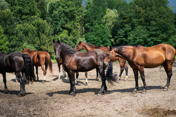 herd of horses running in the field