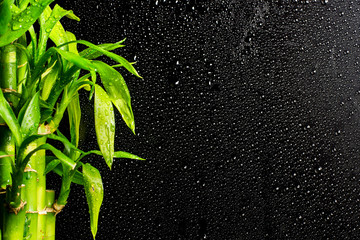 lucky bamboo branches on a black raindrop background