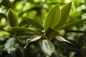 leaves in the tropical forest, fresh green leaves background in the garden sunlight.