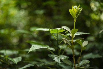Fototapeta na wymiar green plant in beautiful forest
