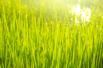Fresh green grass and dew drops  with sunlight.In the morning after raining dew drops reflect light.fresh,good air.photo concept natural and Blurry background.