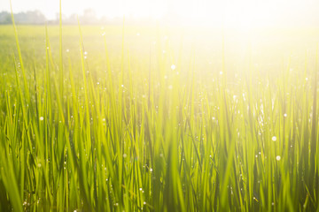 Fresh green grass and dew drops  with sunlight.In the morning after raining dew drops reflect light.fresh,good air.photo concept natural and Blurry background.