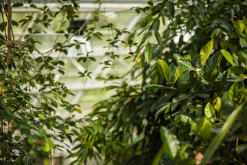 green plant in beautiful forest